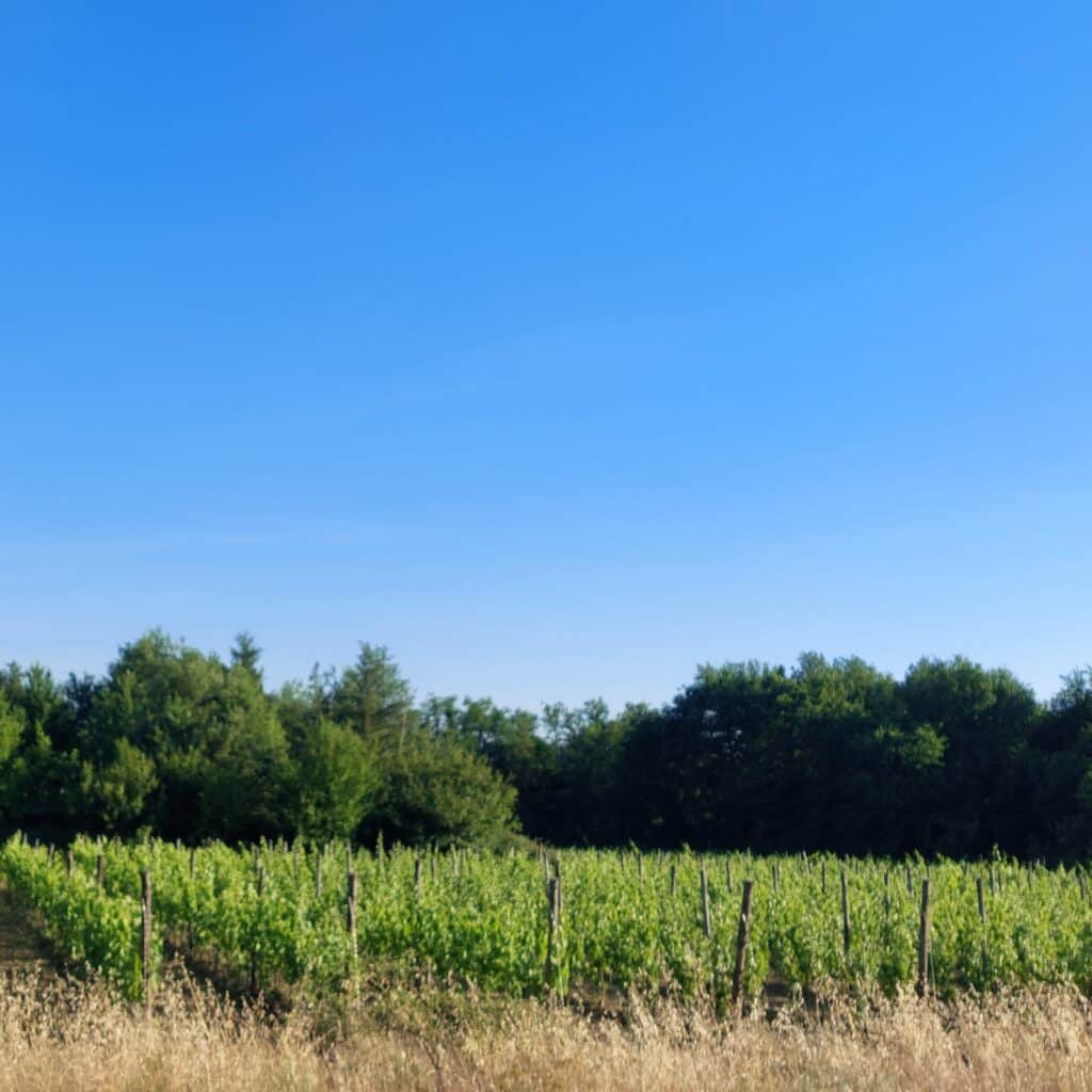 Vigneto biologico di Pian del Pino nei Pianalti del Valdarno